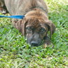 Tiger the SoCo Fire Dog
