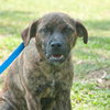 Tiger the SoCo Fire Dog