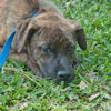 Tiger the SoCo Fire Dog