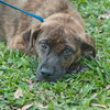 Tiger the SoCo Fire Dog