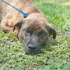 Tiger the SoCo Fire Dog