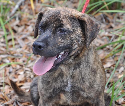 Tiger the SoCo Fire Dog