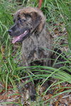 Tiger the SoCo Fire Dog