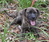 Tiger the SoCo Fire Dog