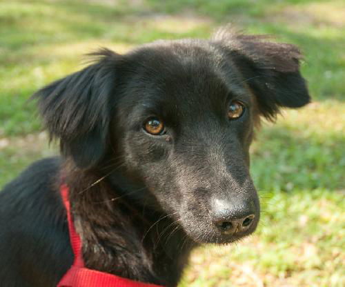 Baby SoCo the SoCo Fire Dog