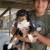 Blossom the SoCo Fire Basset Hound