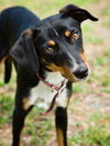 Blossom the SoCo Fire Basset Hound