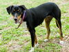 Blossom the SoCo Fire Basset Hound