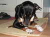 Blossom the SoCo Fire Basset Hound