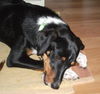 Blossom the SoCo Fire Basset Hound