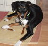 Blossom the SoCo Fire Basset Hound