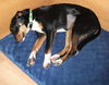 Blossom the SoCo Fire Basset Hound