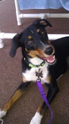 Blossom the SoCo Fire Basset Hound