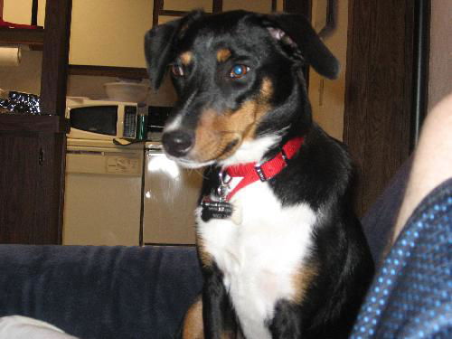 Blossom the SoCo Fire Basset Hound