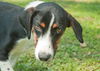 Loki the SoCo Fire Basset Hound