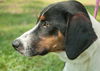 Loki the SoCo Fire Basset Hound