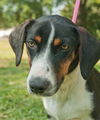 Loki the SoCo Fire Basset Hound