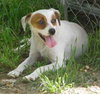 Jada the SoCo Fire Jack Russell