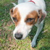 Jada the SoCo Fire Jack Russell