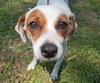 Jada the SoCo Fire Jack Russell