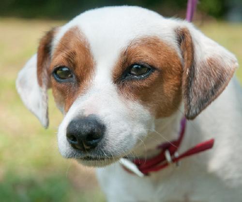 Jada the SoCo Fire Jack Russell