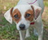 Jada the SoCo Fire Jack Russell