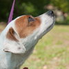 Jada the SoCo Fire Jack Russell
