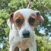 Jada the SoCo Fire Jack Russell