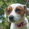 Jada the SoCo Fire Jack Russell