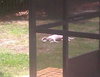 Jada the SoCo Fire Jack Russell