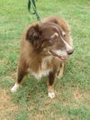 Lady the Senior SoCo Fire Aussie