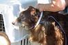 Lady the Senior SoCo Fire Aussie