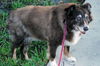 Lady the Senior SoCo Fire Aussie