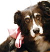 Lady the Senior SoCo Fire Aussie