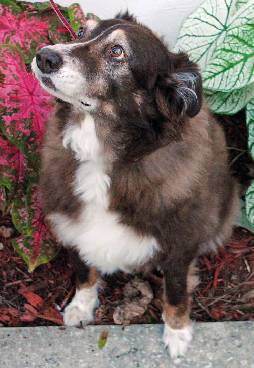 Lady the Senior SoCo Fire Aussie