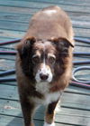 Lady the Senior SoCo Fire Aussie