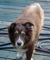 Lady the Senior SoCo Fire Aussie