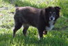 Lady the Senior SoCo Fire Aussie