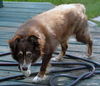 Lady the Senior SoCo Fire Aussie