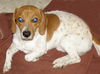 Opie the SoCo Fire  Dachsund Beagle