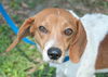 Opie the SoCo Fire  Dachsund Beagle