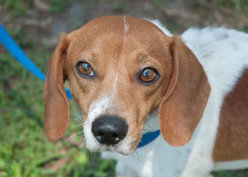 Opie the SoCo Fire  Dachsund Beagle