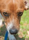 Opie the SoCo Fire  Dachsund Beagle