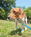 Opie the SoCo Fire  Dachsund Beagle