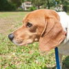 Opie the SoCo Fire  Dachsund Beagle