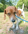 Opie the SoCo Fire  Dachsund Beagle
