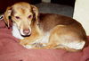 Otis the SoCo Fire Dachsund Beagle