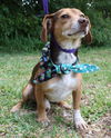 Otis the SoCo Fire Dachsund Beagle