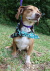Otis the SoCo Fire Dachsund Beagle