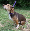 Otis the SoCo Fire Dachsund Beagle